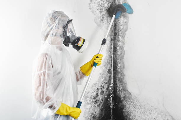 Best Post-Construction Mold Inspection  in Munster, IN