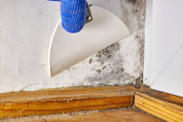 Best Asbestos and Lead Testing During Mold Inspection  in Munster, IN